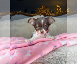 Chihuahua Puppy for sale in CHARLOTTE, NC, USA