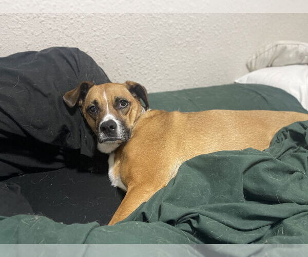 Medium Photo #25 Australian Shepherd-Boxer Mix Puppy For Sale in Bolivar, MO, USA