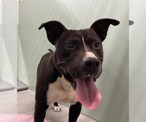 American Pit Bull Terrier-Unknown Mix Dogs for adoption in Palmetto, FL, USA