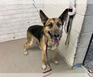 German Shepherd Dog Dogs for adoption in San Bernardino, CA, USA