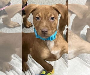 Mutt Dogs for adoption in Sterling, MA, USA