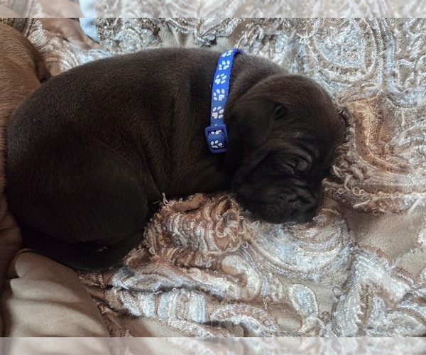 Medium Photo #6 American Pit Bull Terrier Puppy For Sale in CHARLOTTE, NC, USA