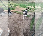 Small #1 Siberian Husky Mix