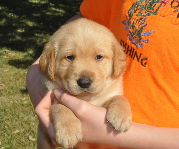 Medium Photo #4 Golden Labrador Puppy For Sale in MARYVILLE, MO, USA