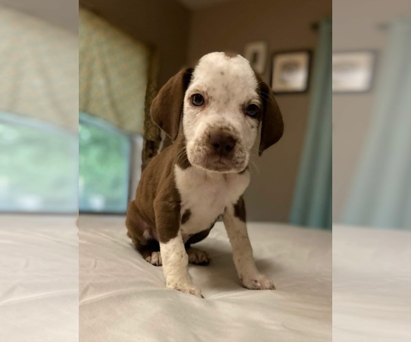 Medium Photo #2 Coonhound-Unknown Mix Puppy For Sale in Des Moines, IA, USA