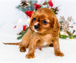 Small Photo #31 Cavalier King Charles Spaniel Puppy For Sale in WAKARUSA, IN, USA