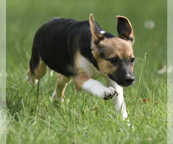 Medium Photo #3 Mutt Puppy For Sale in Mechanicsburg, PA, USA