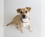 Small #12 American Pit Bull Terrier Mix