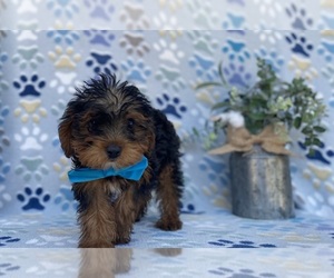 YorkiePoo Puppy for sale in LANCASTER, PA, USA