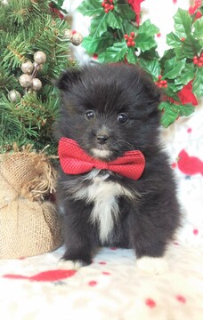Medium Photo #1 Pomeranian Puppy For Sale in EDEN, PA, USA