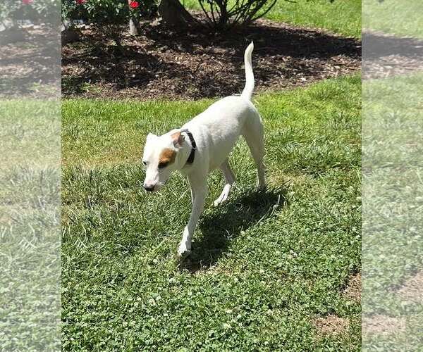 Medium Photo #2 Chihuahua-Unknown Mix Puppy For Sale in Virginia Beach, VA, USA