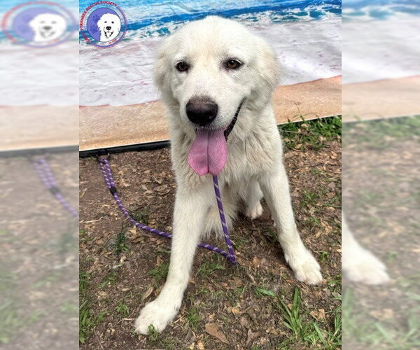 Medium Photo #3 Great Pyrenees Puppy For Sale in Spring, TX, USA