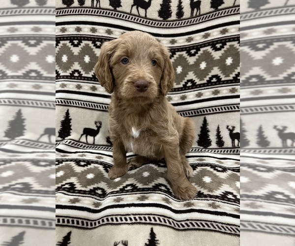 Medium Photo #1 Goldendoodle Puppy For Sale in LOWVILLE, NY, USA
