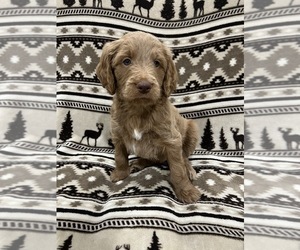 Medium Goldendoodle