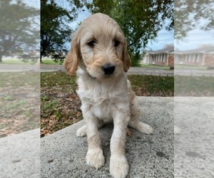Goldendoodle Puppy for sale in HEATH, TX, USA