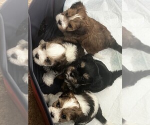 Shih Tzu Puppy for sale in DELRAN, NJ, USA