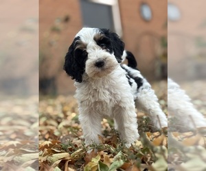Bernedoodle (Miniature) Puppy for sale in LONGMONT, CO, USA