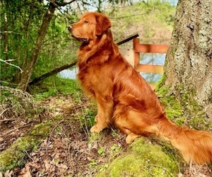Father of the Golden Retriever puppies born on 06/09/2025