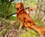Small Photo #1 Golden Retriever Puppy For Sale in AUMSVILLE, OR, USA
