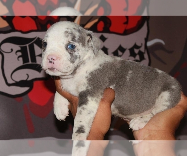 Medium Photo #9 American Bully Puppy For Sale in HIRAM, GA, USA