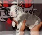 Small Photo #9 American Bully Puppy For Sale in HIRAM, GA, USA