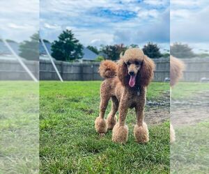 Mother of the Poodle (Standard) puppies born on 04/04/2023