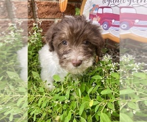 Bernedoodle (Miniature) Puppy for sale in ARMADA, MI, USA