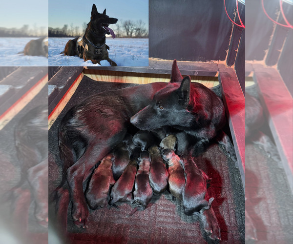 Medium Photo #1 Belgian Malinois Puppy For Sale in MENASHA, WI, USA