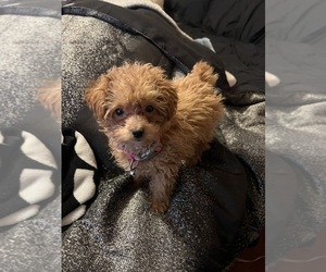 Poodle (Toy) Puppy for sale in FLINT, MI, USA