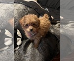 Small Photo #1 Poodle (Toy) Puppy For Sale in FLINT, MI, USA