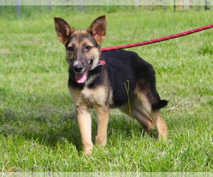 German Shepherd Dog Dogs for adoption in Holly Hill, SC, USA