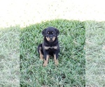 Small Photo #1 Rottweiler Puppy For Sale in PASADENA, TX, USA