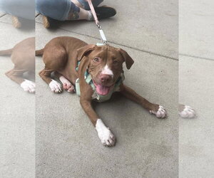 Casserole (puppy) - Male Mutt Dog for Adoption - Photo #2