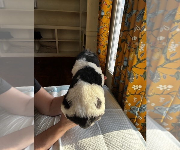 Medium Photo #3 Newfoundland Puppy For Sale in SAXTONS RIVER, VT, USA