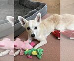 Small Chihuahua Mix
