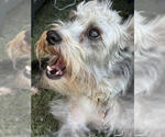 Small #3 Cairn Terrier Mix