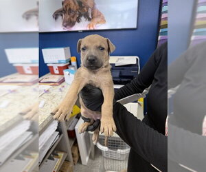 Labrador Retriever-Unknown Mix Dogs for adoption in Pasadena, TX, USA