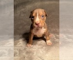 Small American Bully