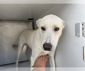 German Shepherd Dog-Unknown Mix Dogs for adoption in Houston, TX, USA