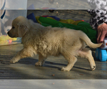 Small Photo #8 English Cream Golden Retriever Puppy For Sale in NEWVILLE, PA, USA