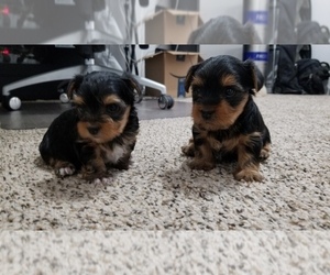 Yorkshire Terrier Puppy for sale in ROSEVILLE, CA, USA