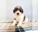 Small #3 Bernedoodle (Miniature)