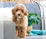 Small Photo #18 Poodle (Toy) Puppy For Sale in SYRACUSE, IN, USA