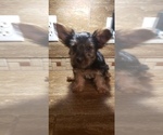Small Photo #7 Yorkshire Terrier Puppy For Sale in NEVADA, TX, USA