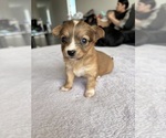 Puppy 5 Chihuahua