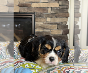 Cavalier King Charles Spaniel Puppy for sale in NOBLESVILLE, IN, USA