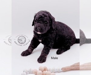 Goldendoodle Puppy for sale in MARYVILLE, MO, USA
