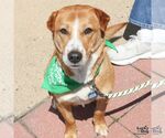 Small #2 Retriever  Mix