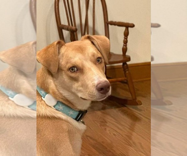 Medium Photo #5 Mutt Puppy For Sale in Westwood, NJ, USA