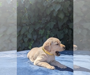 Labrador Retriever Litter for sale in SACRAMENTO, CA, USA